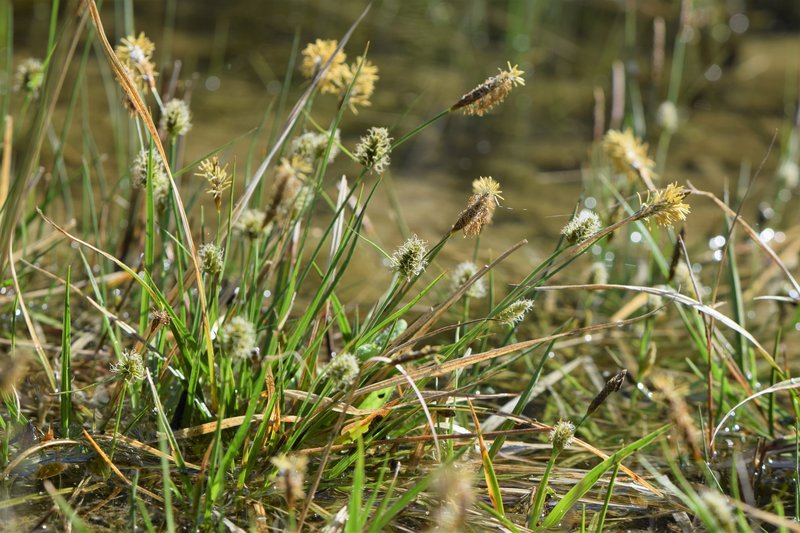 Longbract Sedge photo 8