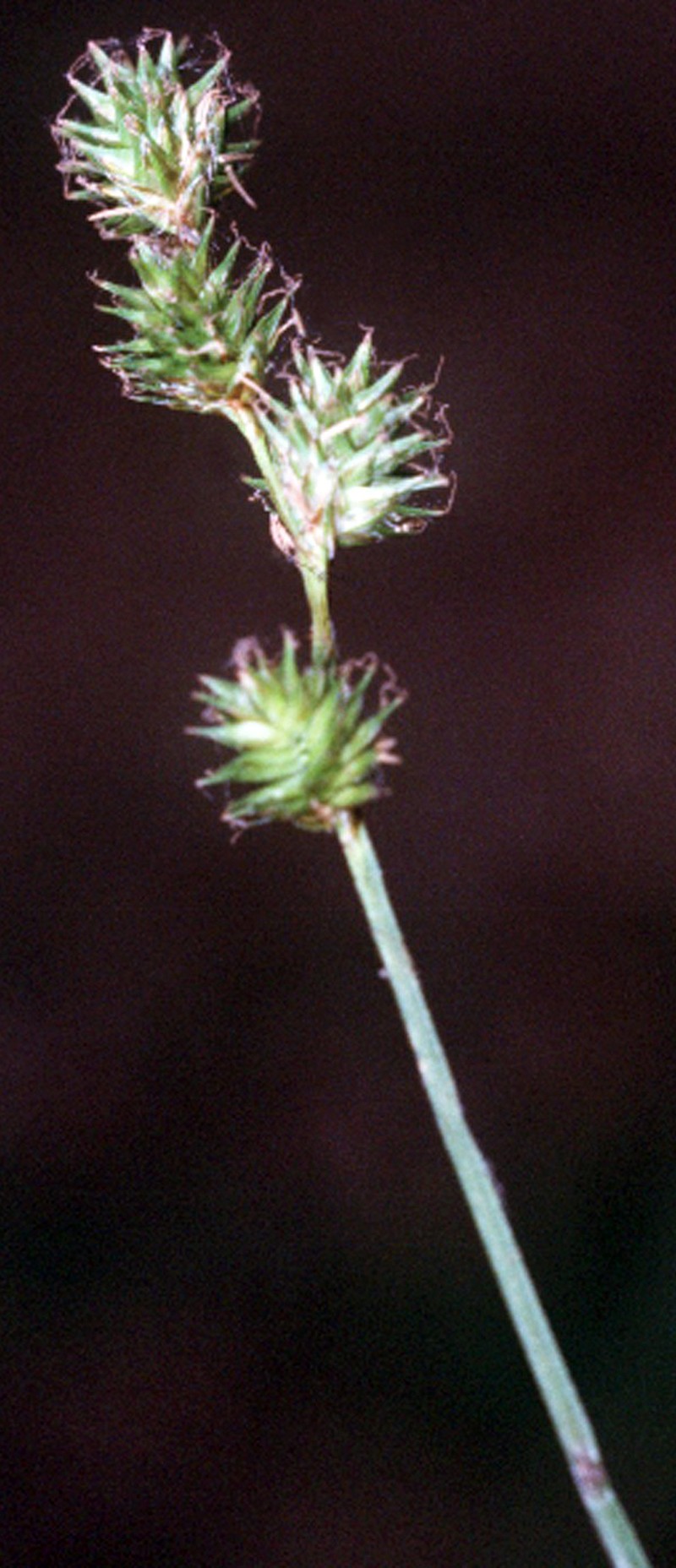 Fescue Sedge
