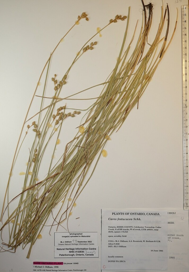 Fescue Sedge photo 6