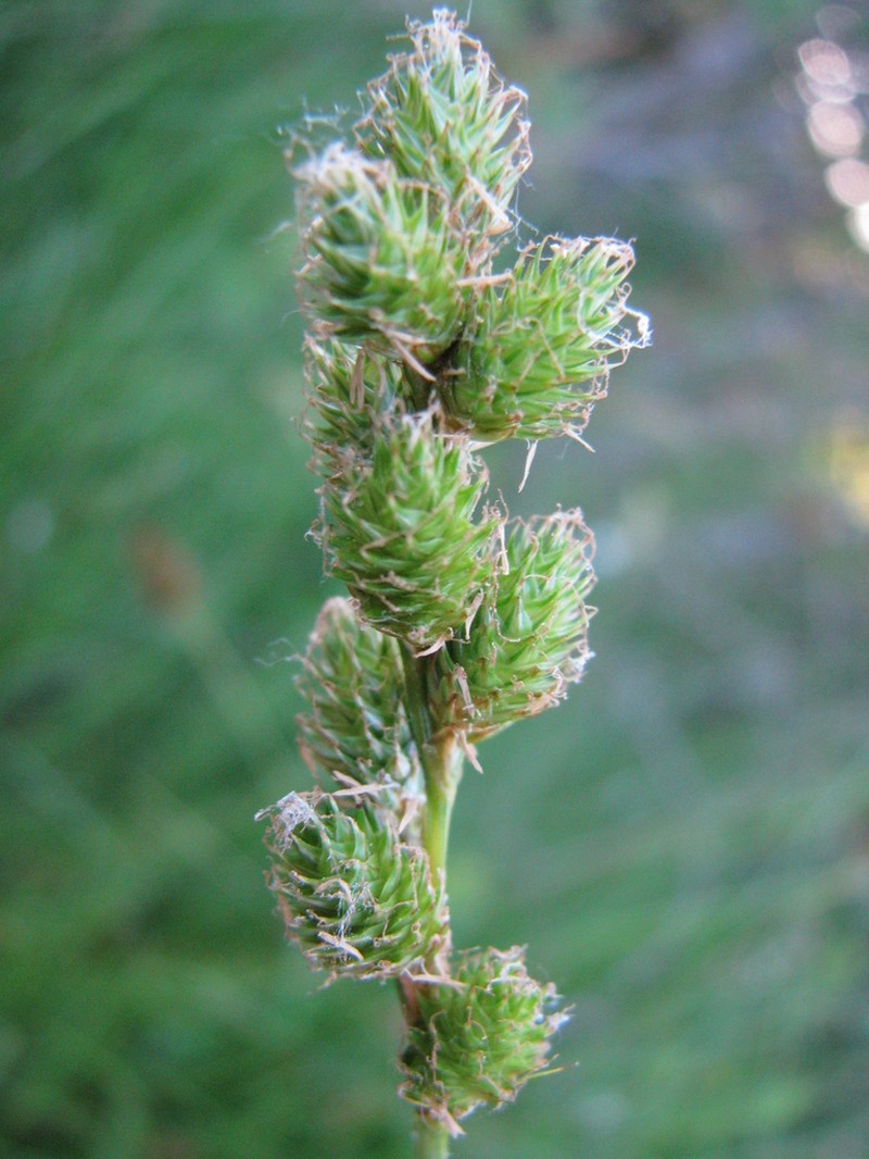 Greensheath Sedge photo 3