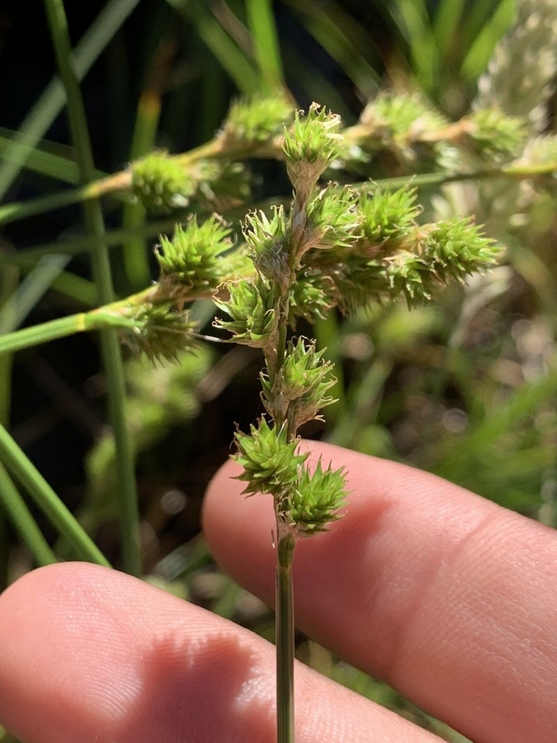 Greensheath Sedge photo 4