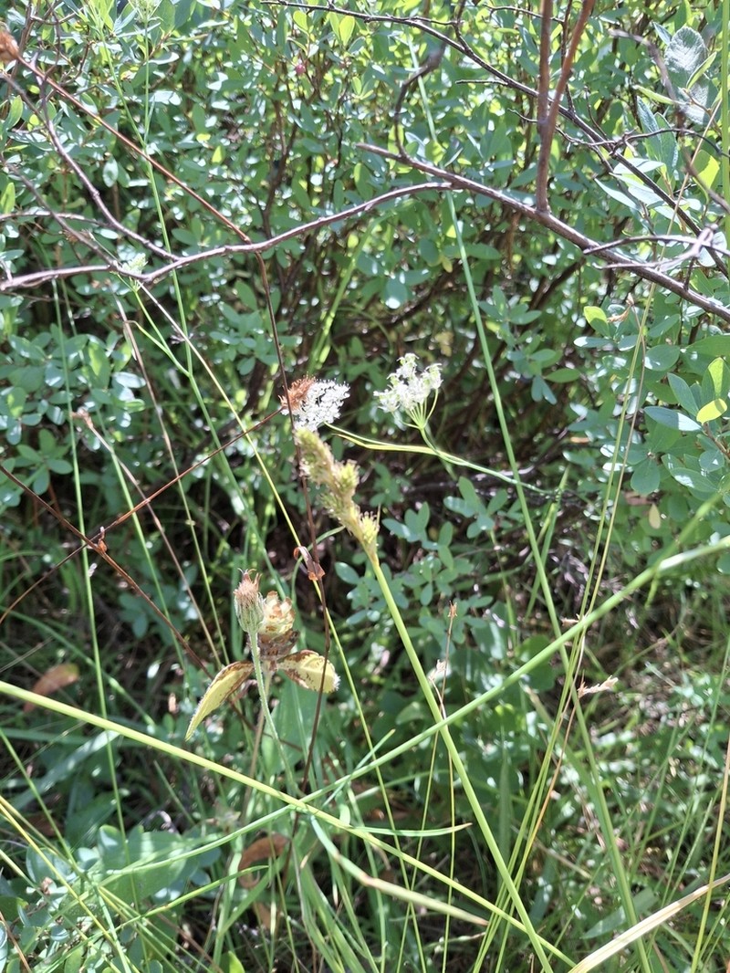 Greensheath Sedge photo 5
