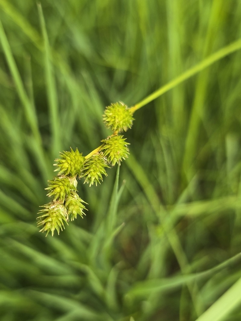 Greensheath Sedge photo 6