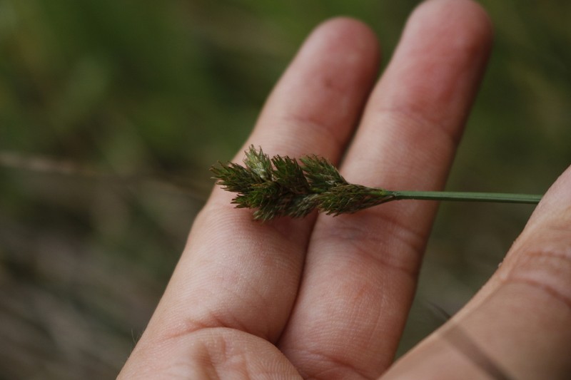 Greensheath Sedge photo 7