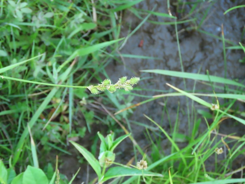 Greensheath Sedge photo 8