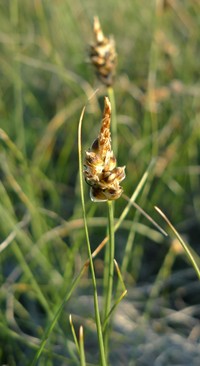 Threadleaf Sedge