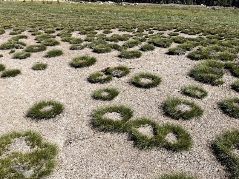 Threadleaf Sedge photo 3