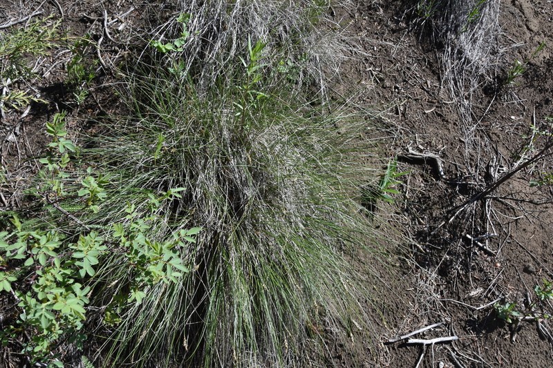 Threadleaf Sedge photo 4