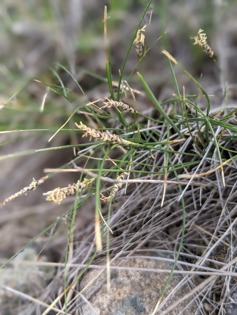 Threadleaf Sedge photo 5