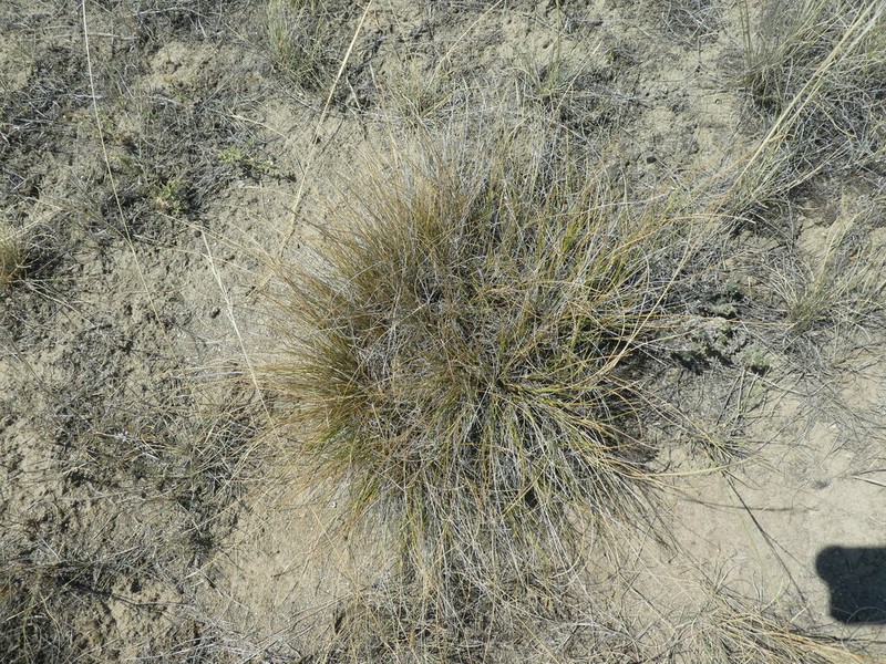 Threadleaf Sedge photo 6