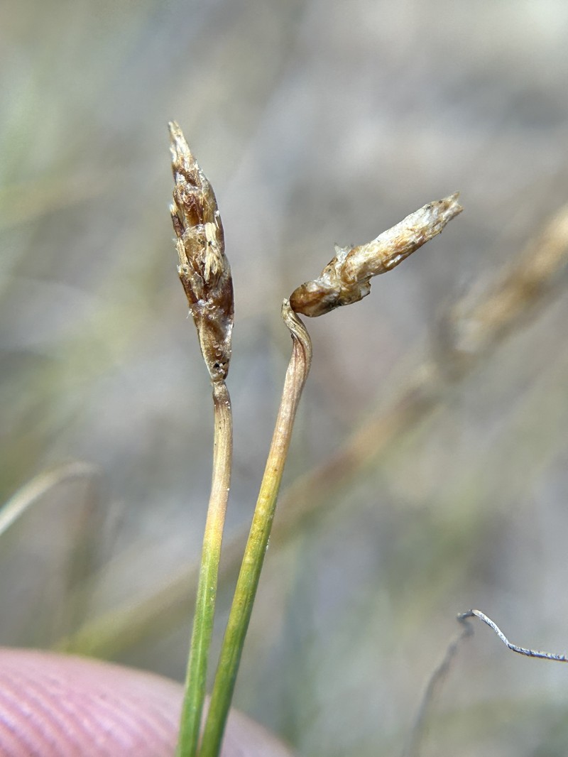 Shorthair Sedge