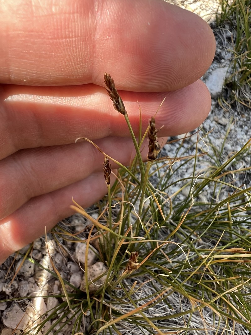 Shorthair Sedge photo 2