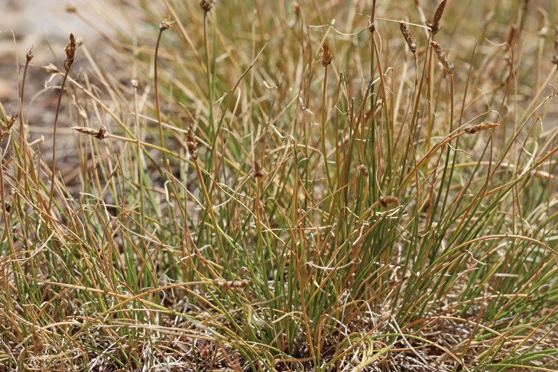 Shorthair Sedge photo 3