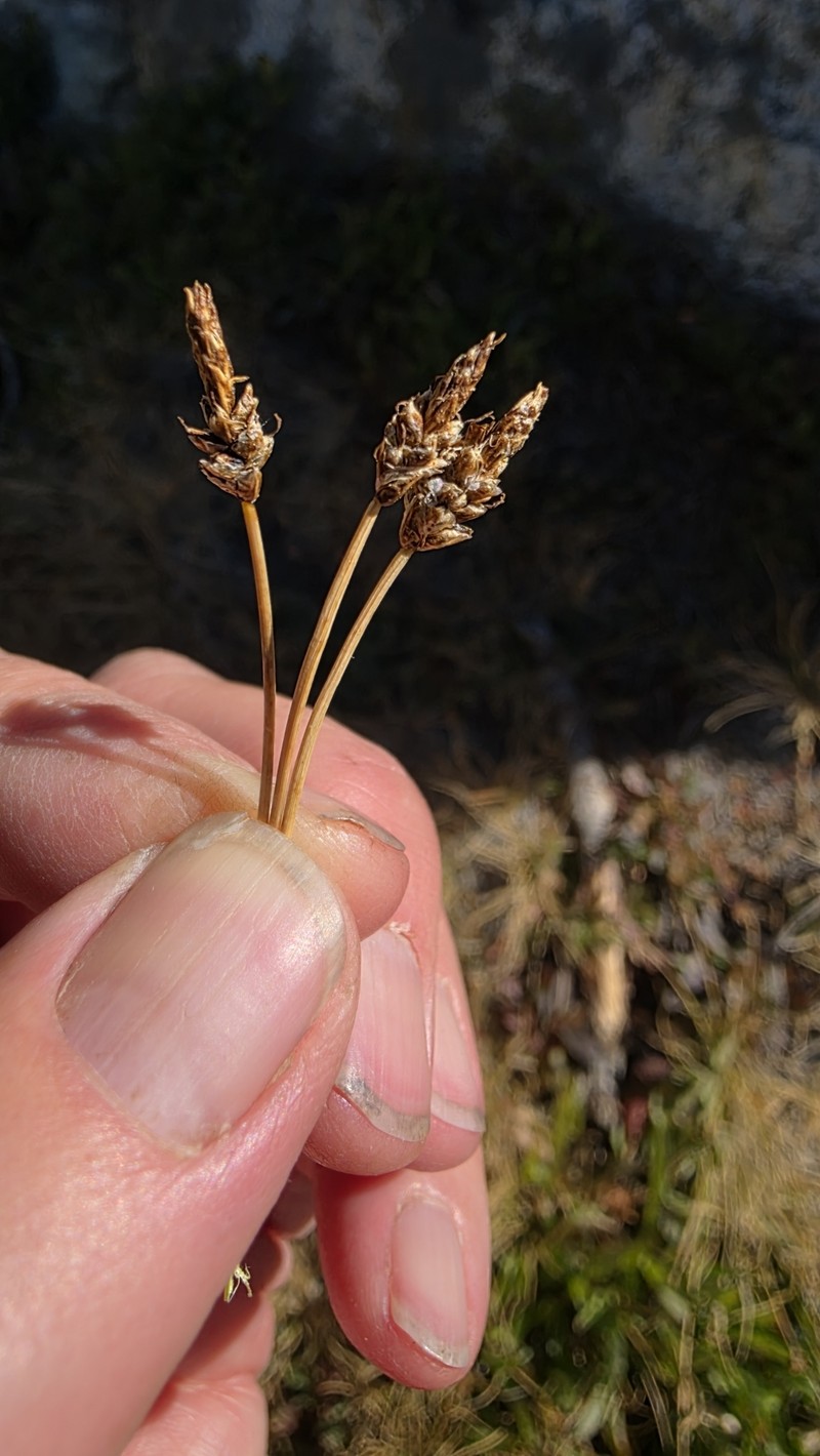 Shorthair Sedge photo 4