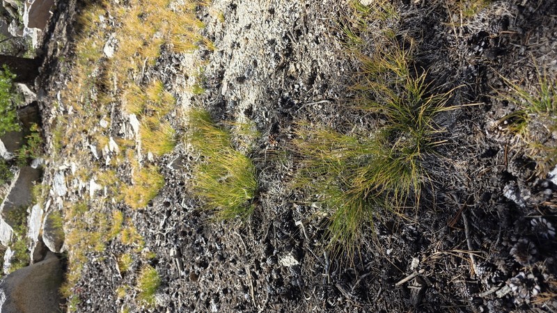 Shorthair Sedge photo 5
