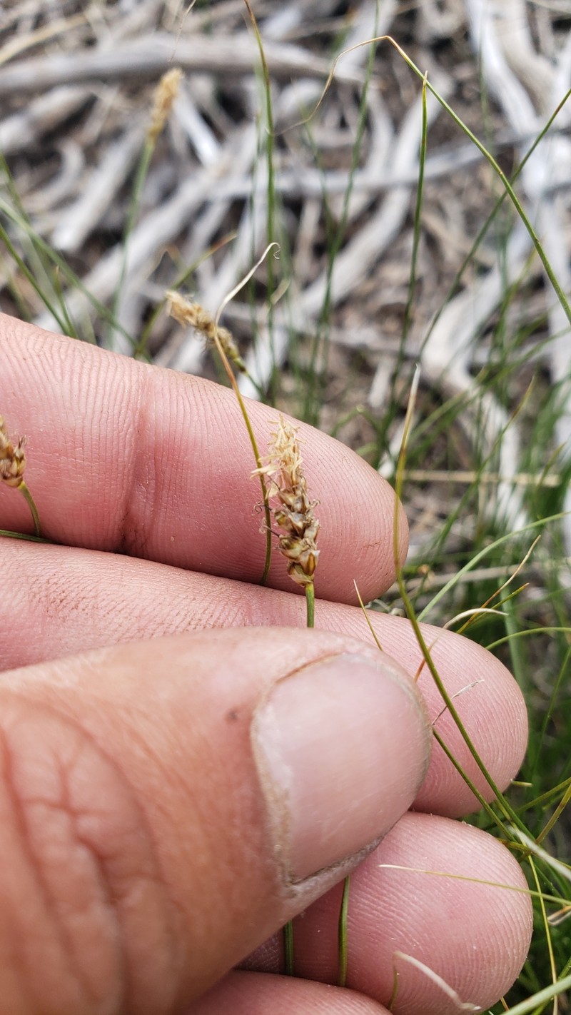 Shorthair Sedge photo 6