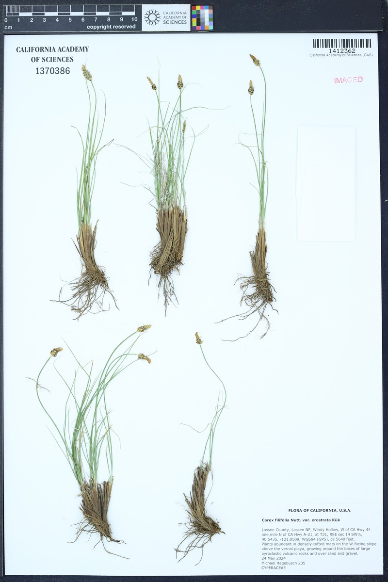 Shorthair Sedge photo 7