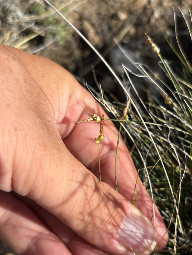 Carex filifolia var. filifolia