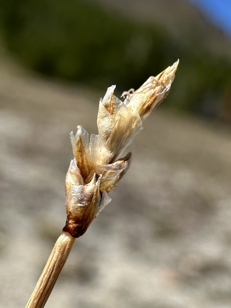 Carex filifolia var. filifolia photo 2