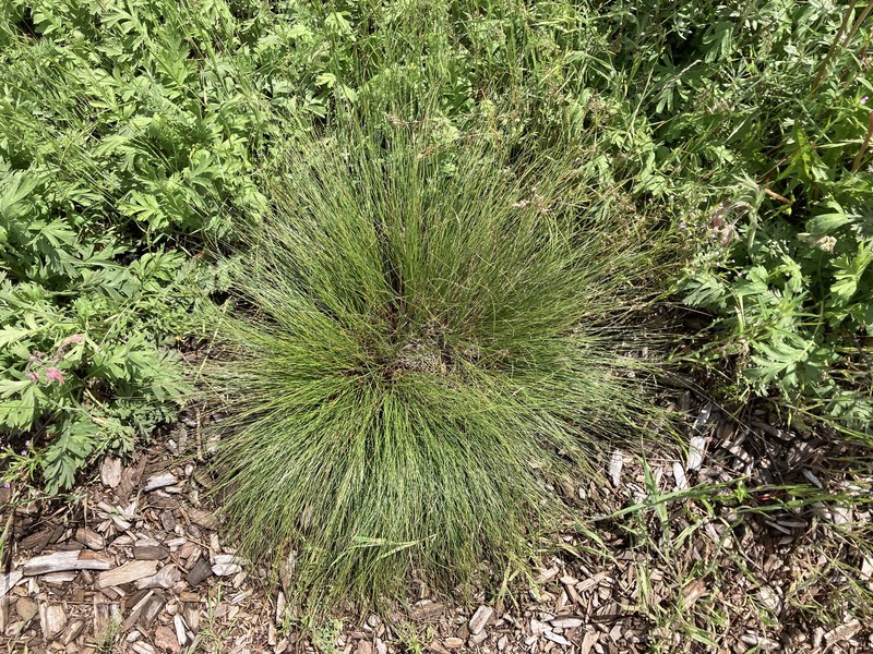 Carex filifolia var. filifolia photo 4
