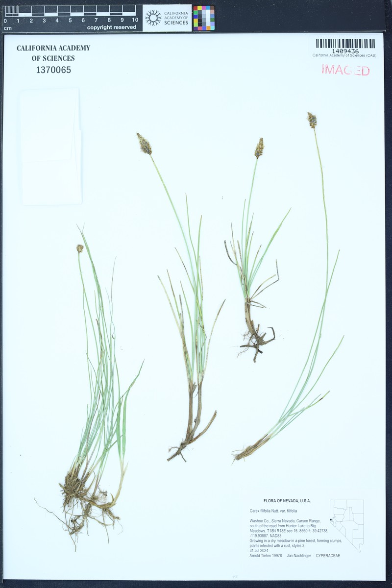 Carex filifolia var. filifolia photo 5