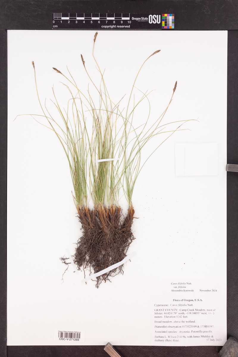 Carex filifolia var. filifolia photo 6