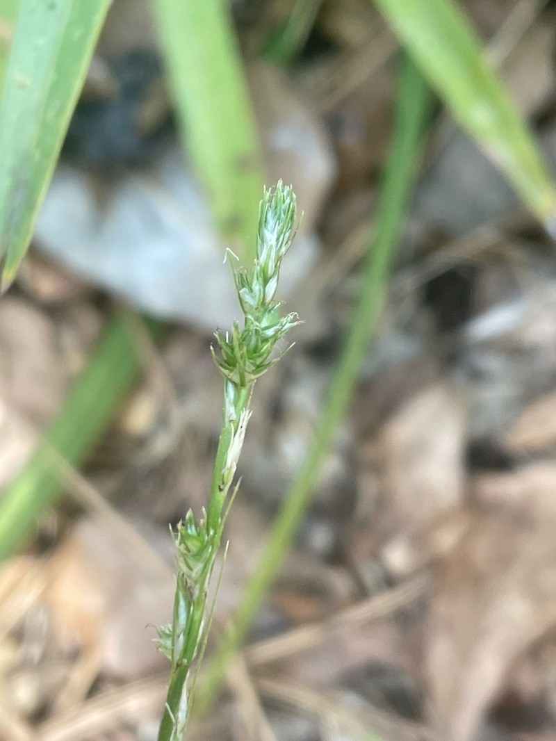Hammock Sedge photo 3