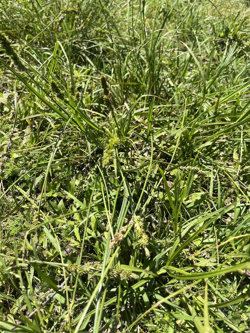 Hammock Sedge photo 4