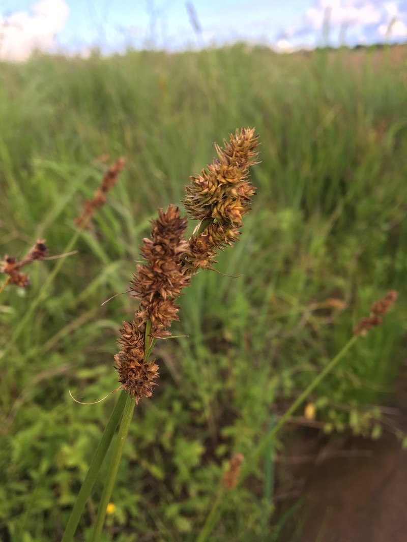 Hammock Sedge photo 5