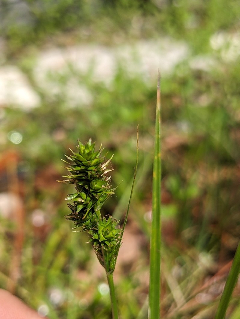 Hammock Sedge photo 6