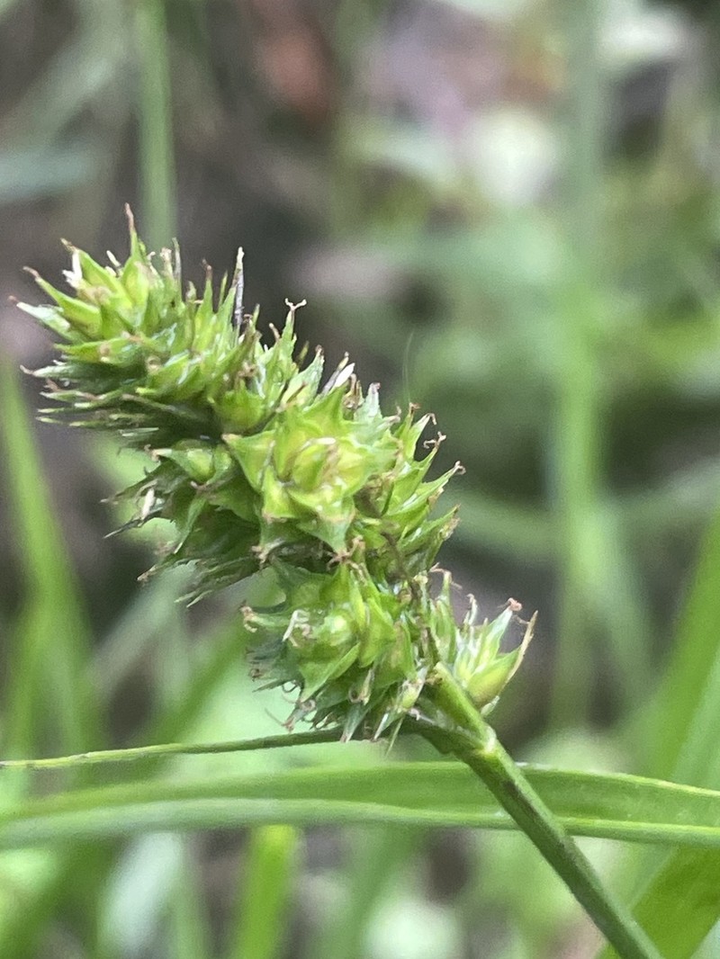Hammock Sedge photo 7