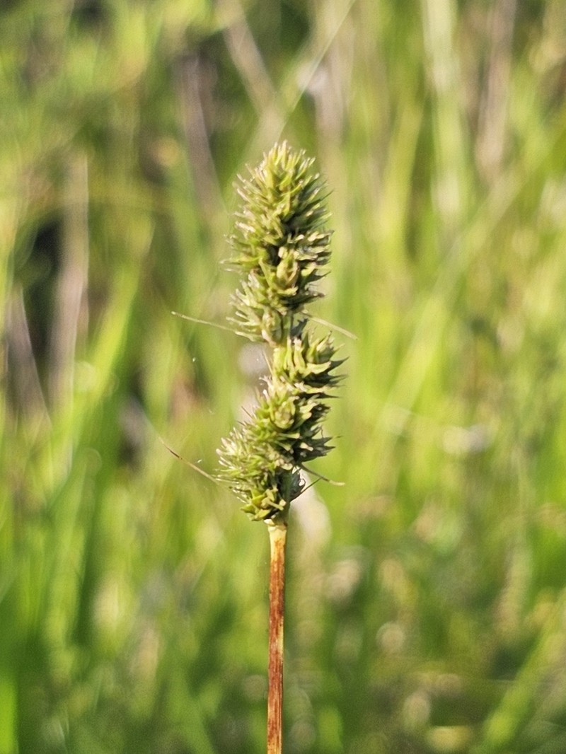 Hammock Sedge photo 8