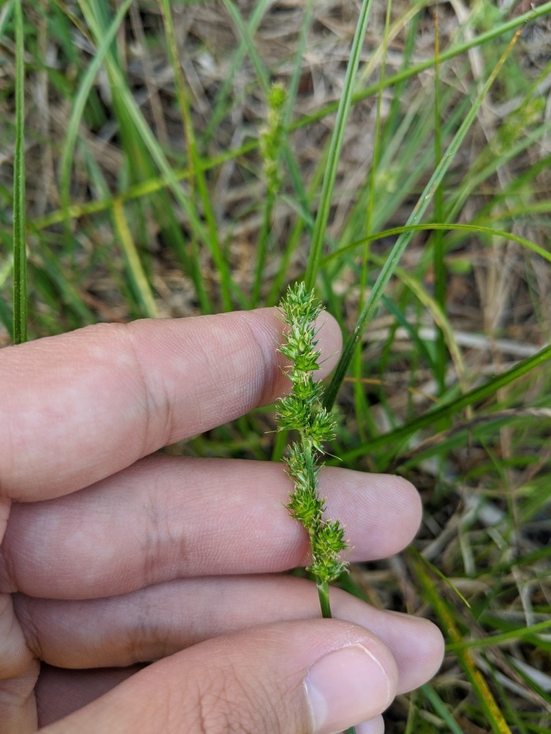 Hammock Sedge photo 9