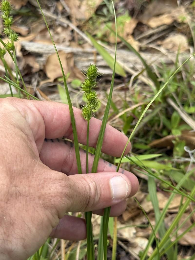Carex fissa var. aristata