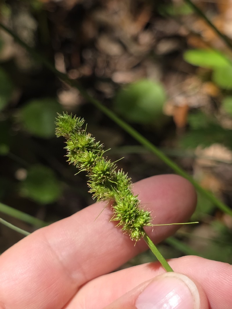 Carex fissa var. aristata photo 2