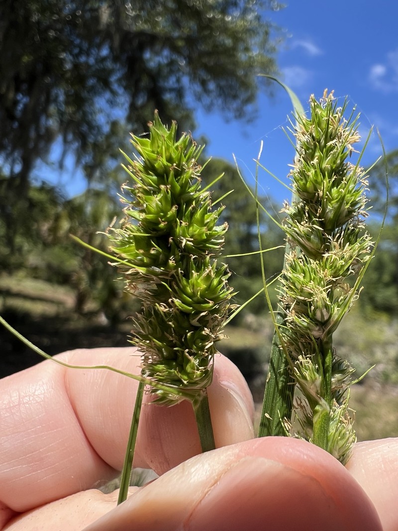 Carex fissa var. aristata photo 3