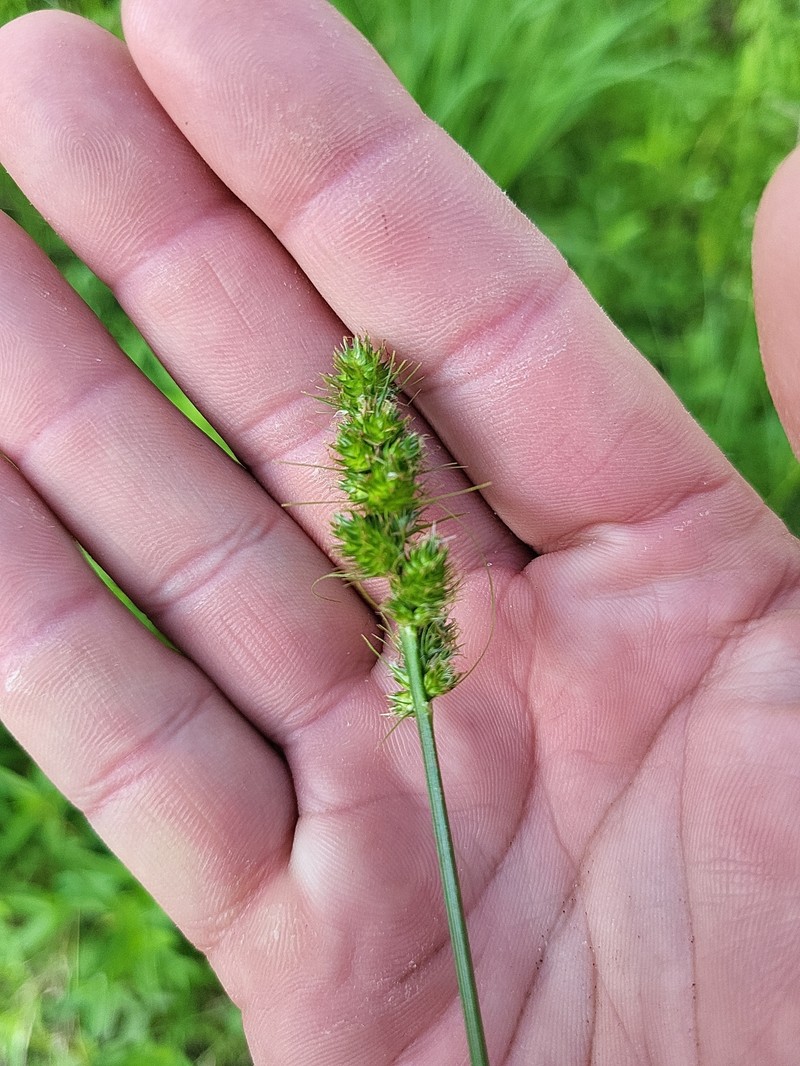 Carex fissa var. aristata photo 4