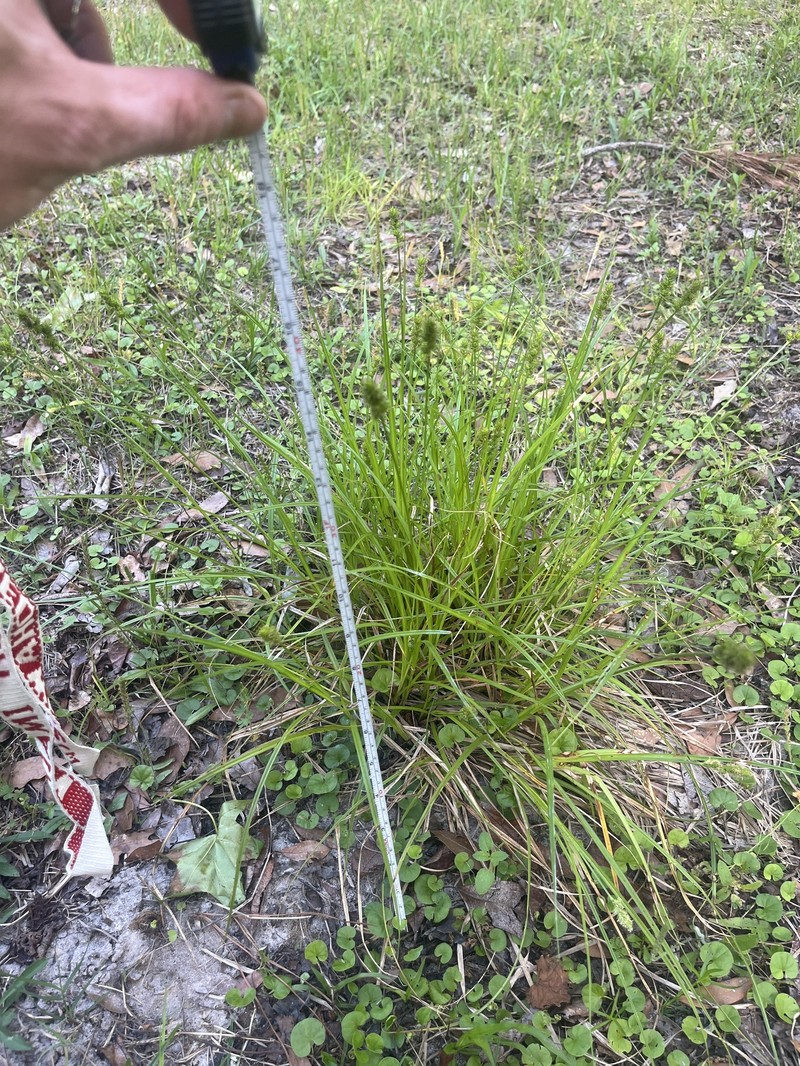 Carex fissa var. aristata photo 5