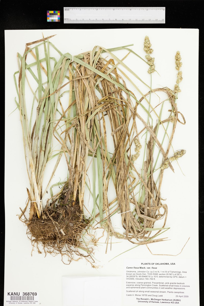 Carex fissa var. fissa photo 2
