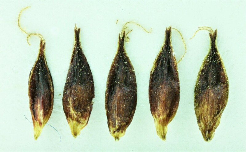 Cleft Sedge photo 2