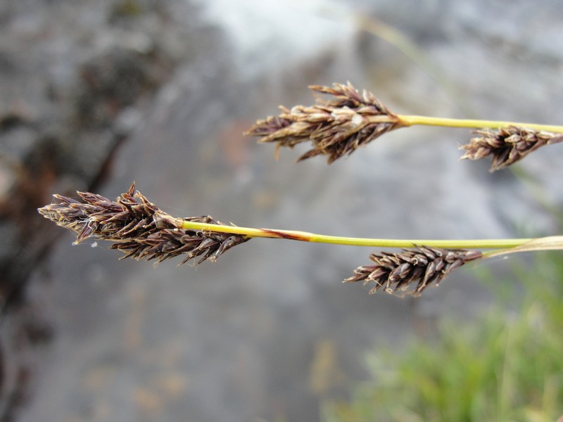 Cleft Sedge photo 3