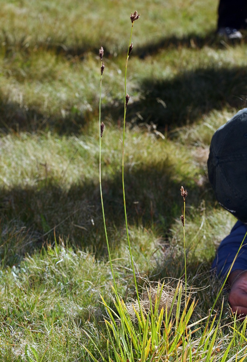 Cleft Sedge photo 4