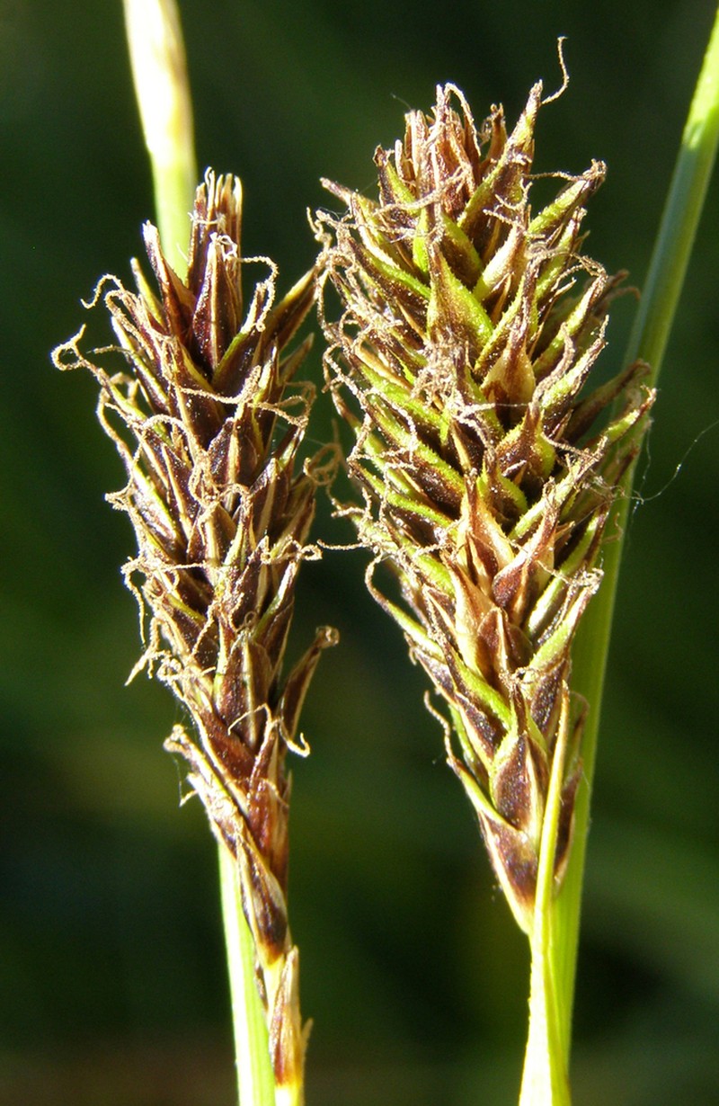 Cleft Sedge photo 5