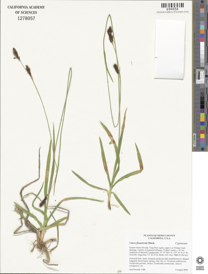 Cleft Sedge photo 6