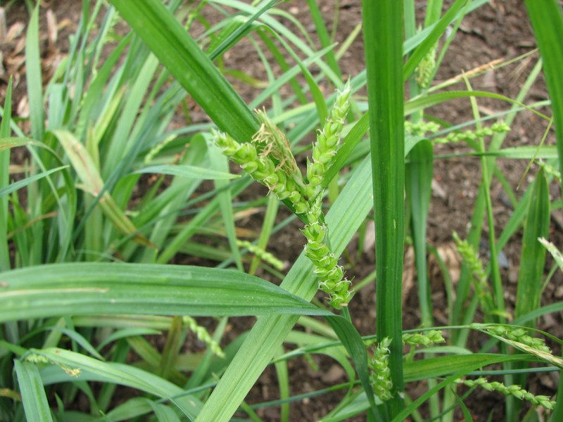 Thinfruit Sedge