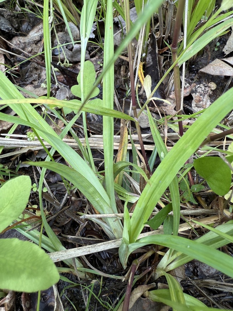 Thinfruit Sedge photo 3