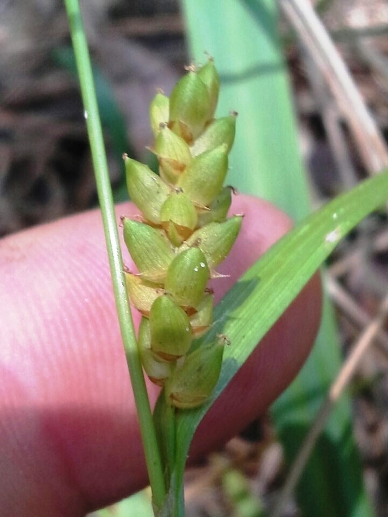 Thinfruit Sedge photo 4