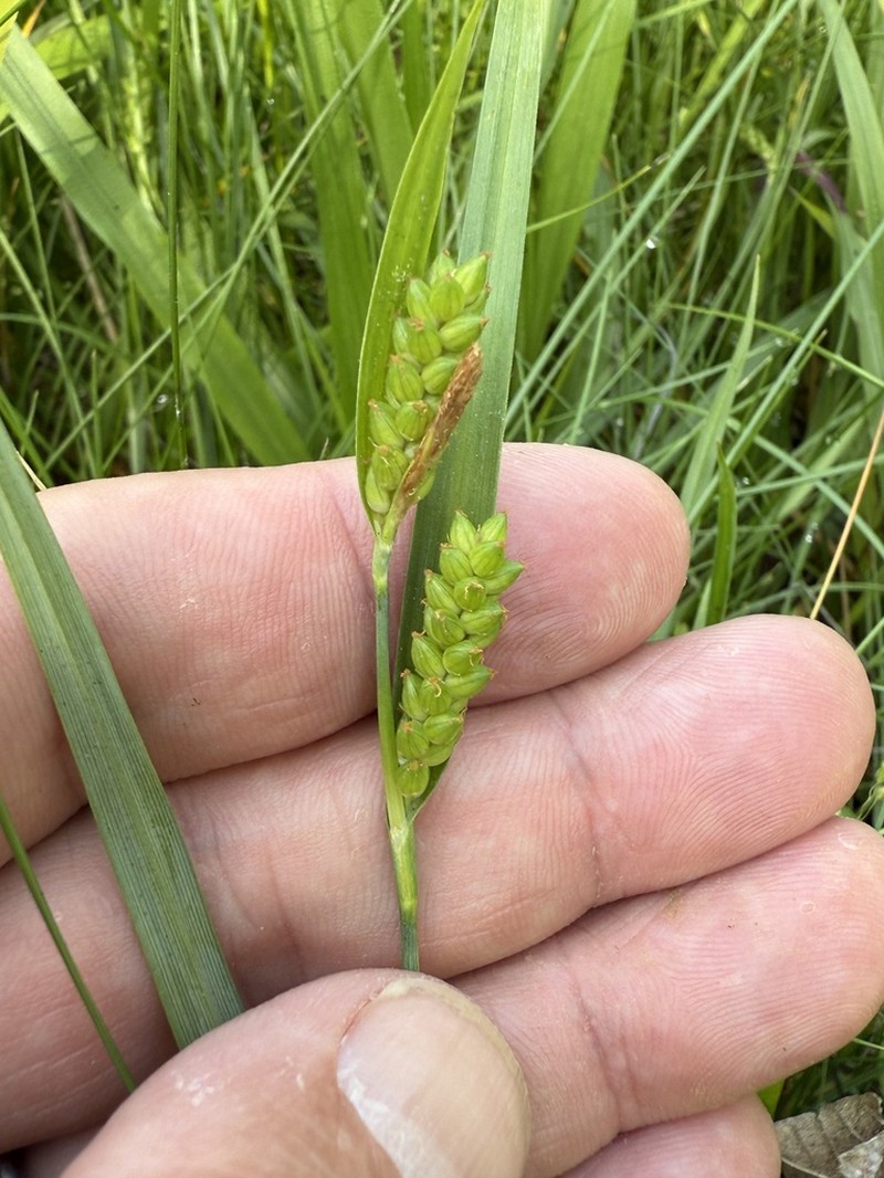 Thinfruit Sedge photo 5