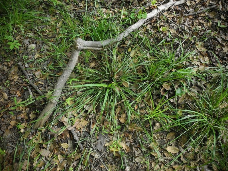 Thinfruit Sedge photo 6