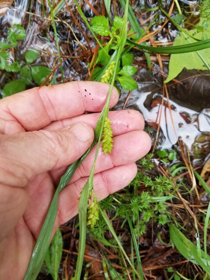 Thinfruit Sedge photo 7